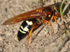 Sphecius speciosus in Nashua, NH