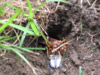 Cicada Killer wasp in West Bridgewater, Ma.