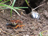 Sphecius speciosus wasp in West Bridgewater, Ma.