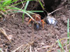 Sphecius speciosus wasp in West Bridgewater, Ma.