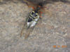 Cicada Killer wasp in Sherman, CT