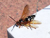 Cicada Killers in Framingham Ma.