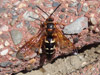 Eastern Cicada Killer Wasp