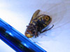 European Hornet