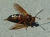 Cicada killer wasp in Cos Cob, CT