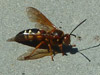 Sphecius speciosus male