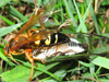 Cicada killer with cicada prey