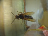 Sphecius speciosus