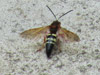 Sphecius speciosus