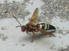 Eastern cicada killer