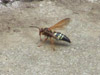 Sphecius speciosus male