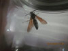 Eastern Cicada Killer Wasp