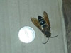 Sphecius speciosus in Stow, MA