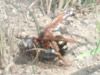 Sphecius speciosus with cicada prey