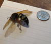 Female cicada killer wasp