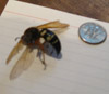 Female Sphecius speciosus