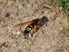 Sphecius speciosus