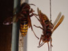 European Hornet Vespa crabo Bucktown, PA.