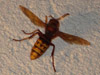 European Hornet Vespa crabo Bucktown, PA.