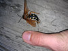 Sphecius speciosus