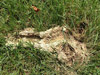 Cicada killer wasp burrow