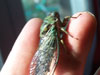 Tibicen linnei cicada