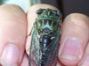 Tibicen linnei cicada Dorsal view