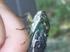 Tibicen linnei cicada lateral view