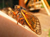 Brood XIII Periodical Cicada