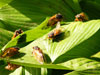 Brood XIII Periodical Cicada Emergence