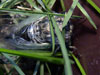 T. canicularis cicada