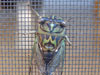Male T. canicularis cicada