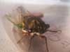T. lyricen cicada Belchertown, Ma.