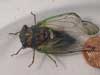 T. lryicen cicada