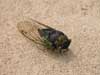 Cicada sighting from Stevensville, MD