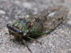 T. linnei female cicada