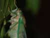 T. tibicen cicada Glen Cove, NY