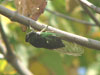 Tibicen tibicen male cicada