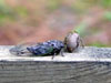 Female T. cancicularis cicada