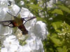 Humingbird Moth