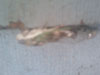 Male Tibicen canicularis cicada