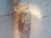 Male Tibicen canicularis cicada
