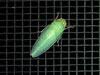 Green Leafhoppper