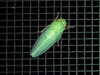 Leafhopper