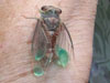 Damaged T. canicularis teneral