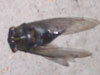 Tibicen auletes cicada