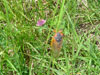 Periodical Cicadas Brood XIV from Smokey Mountains