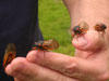 M. septendecim Periodical Cicadas