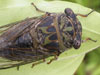 Female T. canicularis cicada