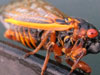 Brood XIV Periodical Cicada